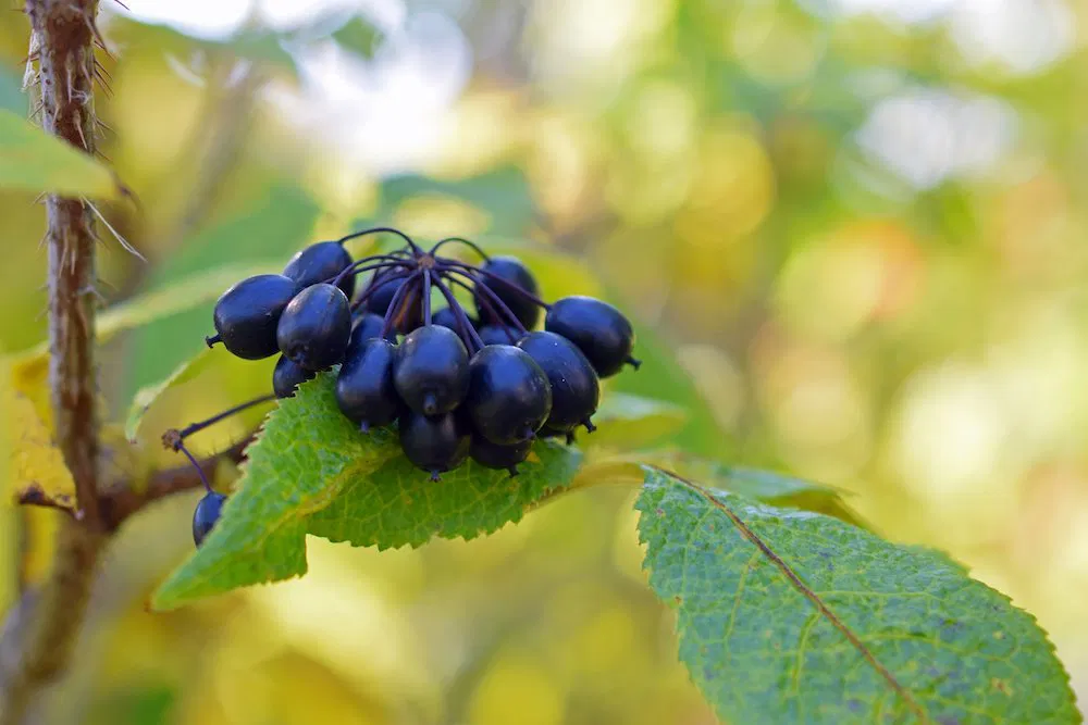 Siberian Ginseng